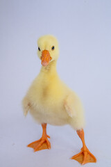 Yellow gosling on white background,Cute little newborn yellow fluffy gosling.
