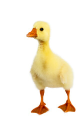 Yellow gosling on white background,Cute little newborn yellow fluffy gosling.