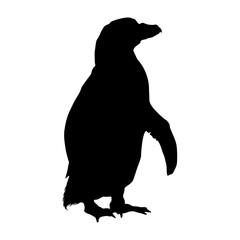Standing Humboldt Penguin (Spheniscus Humboldti) On a Side View Silhouette Found In Map Of South American. Good To Use For Element Print Book, Animal Book and Animal Content