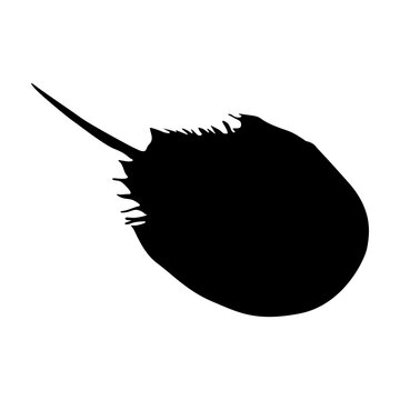 Horseshoe Crab (Limulidae) On a Side View Silhouette Found In All Around The World. Good To Use For Element Print Book, Animal Book and Animal Content