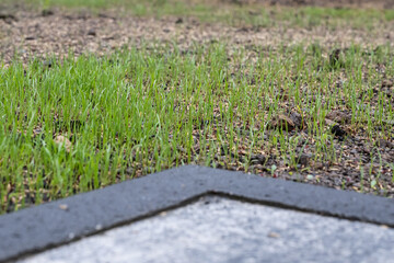 Fresh green spring gras closeup Lawn grass sprouting, sowing crops and grains