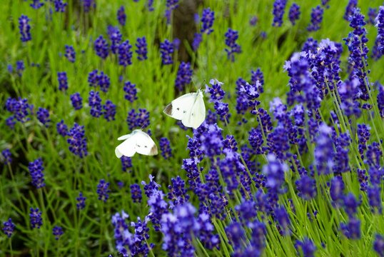 23 件の最適な コモンラベンダー 画像 ストック写真 ベクター Adobe Stock