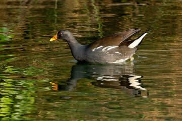 Eurasian Moorhen Gallinula chloropus Costa Ballena Cadiz