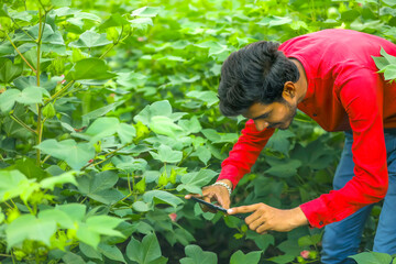 agronomist at Cotton field , capturing cotton field photo on mobile