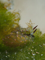 Kuro Sapsucking Slug (Costeasiella kuroshimae)