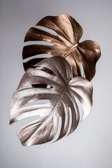 Image with two bronze and silver monstera leaves in center of light grey background close up. Tropical elegant trendy creative modern advertising backdrop. Exotic luxury trend in minimal style. © SeNata