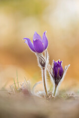 Beautiful purple Eastern pasqueflower (Pulsatilla patens) in evening light blooming in Estonian nature