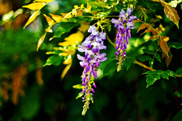flowers in the garden