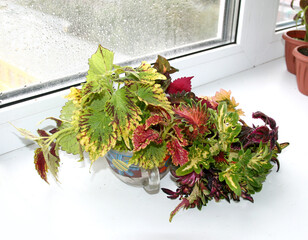 Coleus plant bouquet. Slices, cuttings in water. Rooting of coleus. Autumn leaves. Vegetative varietal coleus plants. Coleus variety - Tammy, white finger, Doctor Wu, Songbird, Morgan Le Fay.cuttings