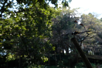 【千葉県】あけぼの公園の蜻蛉【2020】