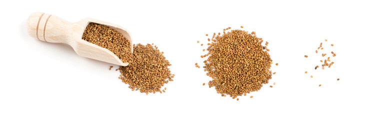 Alfalfa Seeds, Medicago or Lucerne Isolated on White Background