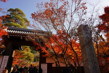 京都の秋