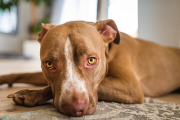 Dog lying on wooden floor indoors, brown amstaff terrier resting. Pitbull with big sad eyes.