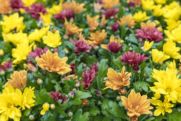 Chrysanthemum flowers. Multicolored chrysanthemums in a group. Focus on the foreground.