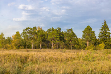 Reed meadow and coniferous forest on the horizon against a blue sky with clouds. Natural autumn background.