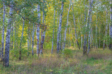 Light birch forest with grass, sidelit by the sun. Beautiful natural landscape. Breathe the healing air in the forest.