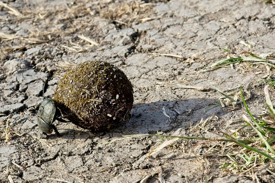 Dung Beetle with a golfball-sized ball of Elephant dung, Maasai Mara, Kenya.