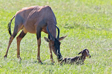 Topi (Damaliscus lunatus), mother with newborn calf. Maasai Mara, Kenya.