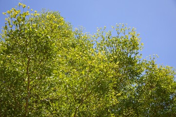 Fototapeta premium fresh green Terminaliaa leaves on blue sky