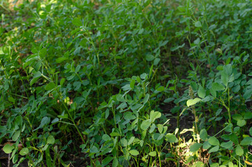 green grass in the garden