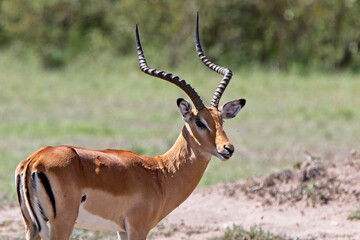 Naklejka na ściany i meble Impala (Aepyceros melampus), Maasai Mara, Kenya.