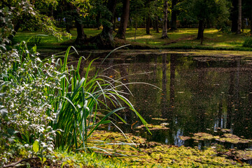 natural pond surrounded by green trees and grass in sunny summer weather