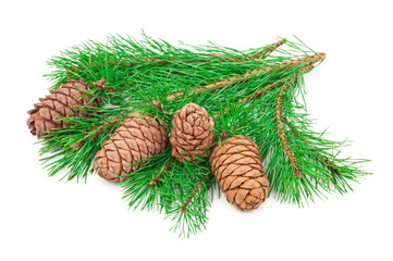 Cedar cones with branch on white
