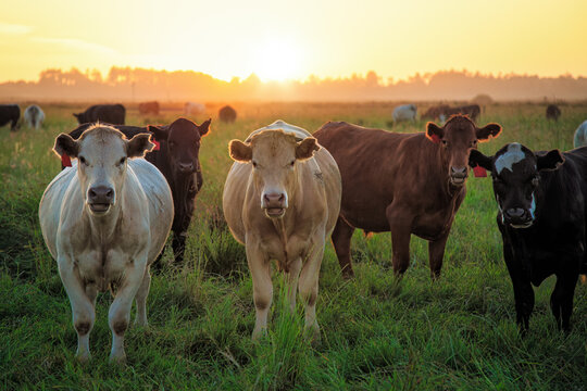Cows in a field at sunset. Northern California, USA.
