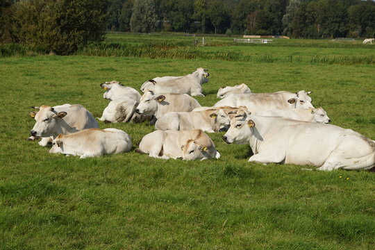 White cows in the meadow. Pasture landscape in the Netherlands near the village of Bergen. September, summer 
