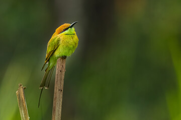 Green Bee-Eater perching on bamboo stick looking into a distance