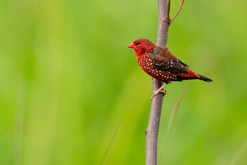 Red Avadavat perching on a tree branch looking into a distance