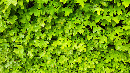 Obraz premium Hintergrund Hintergründe Vorlage Template Hecke Laub Blätter dicht grün gelb Blätterdach abdecken geschlossen gleichmäßig Natur natürlich Land Garten Park Bio- Öko- Umwelt- verdecken Schönheit Design 