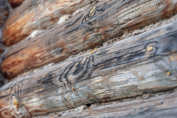 Naklejka premium The wall of a log cabin with slightly burned logs. Narrow focus.