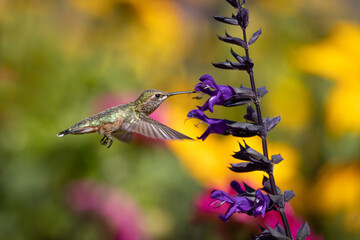 Hummingbird in Flight Drinking Nectar - 378048901