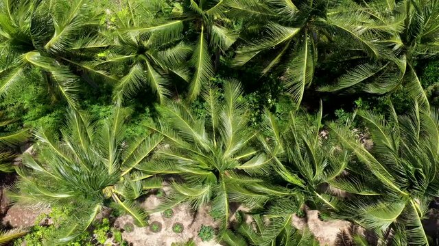 Aerial view to coconut palm trees. Go up. A lot of green palms.