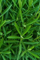 Oleander green leaves natural pattern. High quality photo