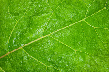 Green leaf. Texture for design