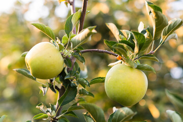 Green apple in a tree during autumn