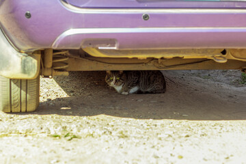 Grey beautiful cat sitting under an old car.