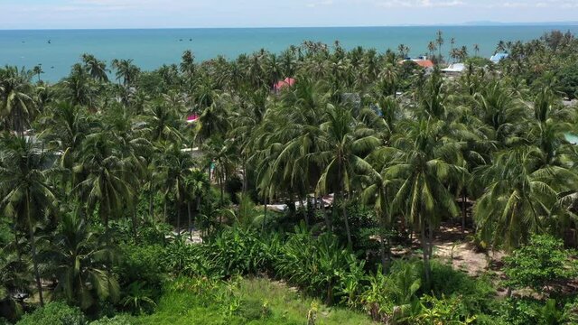 Aerial view to coconut palm trees and sea on horizon. Small vietnamese village by the sea. Drony view to asian nature