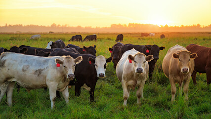 Cows in a field at sunset. Northern California, USA.