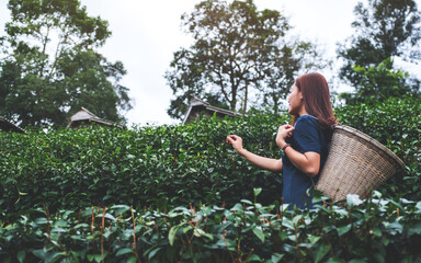 A beautiful asian woman picking tea leaf in a highland tea plantation