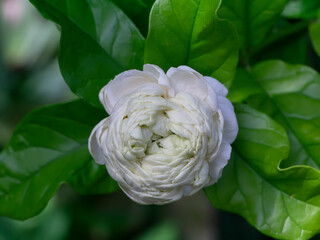 Close up of white jasmine flower