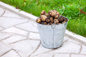 Metal bucket full of fresh potatoes