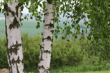 Closeup focus shot of paper birch tree trunk
