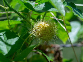 Close up Stinking Passion fruit.