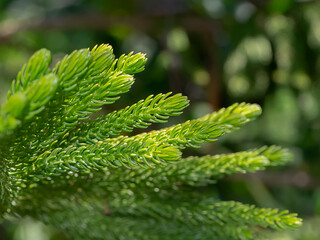 Close up of Norfolk Island Pine leaves background.