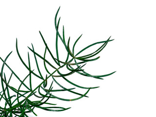 Close up of Shatavari plant on white background.