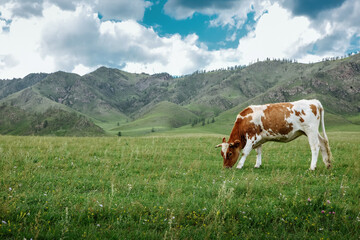 Fototapeta na wymiar Cow graze on ecological meadows against the backdrop of a mountain landscape and sky with clouds