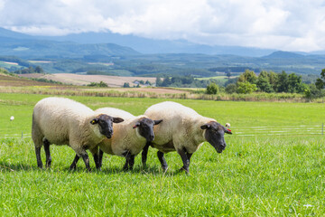 牧場に放牧中の羊 / 北海道美瑛町